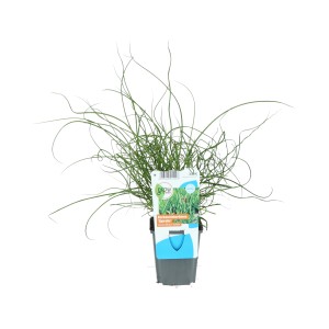 Korkenzieher Binse Braun Topf-Ø ca. 9 cm Juncus effusus spiralis