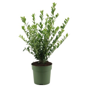 Japanische Stechpalme "Jenny" Höhe ca. 20 - 25 cm Topf ca. 1 l Ilex crenata