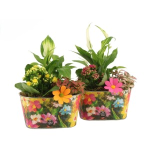 Zwei farbenfrohe GROW by OBI Zimmerpflanzen-Arrangements in Zinktöpfen mit Blumenmuster. Mit Einblatt, Kalanchoe und Mosaikpflanze.
