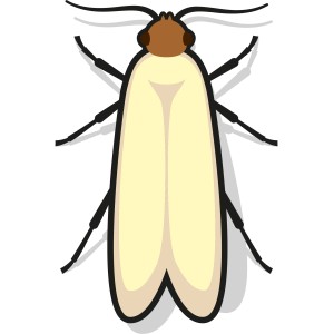 Illustration einer Kleidermotte, Schädling für Textilien, bekämpfbar mit Nexa Lotte Mottenschutz.