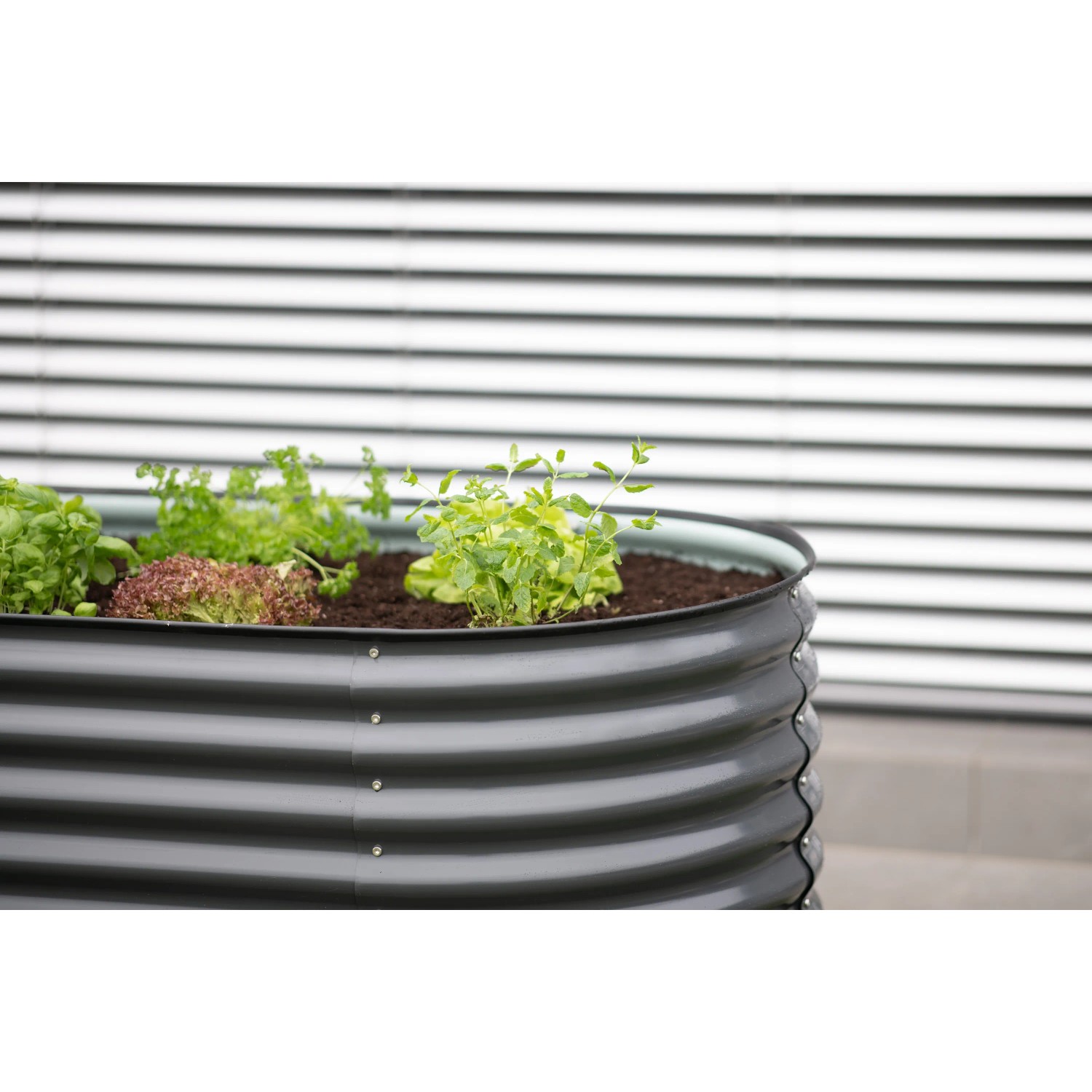Anthrazitfarbenes Westmann Hochbeet Oval aus Metall mit Bepflanzung vor einer Wand.