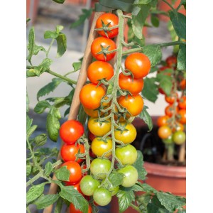 Cocktailtomate Solanum im Topf mit reifen, orangen und unreifen, grünen Früchten.