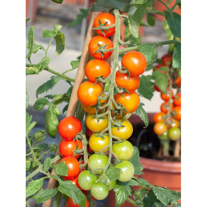 Tomatenpflanzen kaufen bei OBI