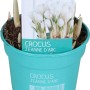 Weißer Krokus 'Diamond Collection' im Topf (ca. 12 cm Ø) für die Frühjahrsbepflanzung.