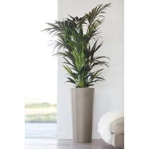 Hoher, braungrauer Ecopots Pflanztopf Amsterdam 70 cm mit Pflanze im Innenraum.