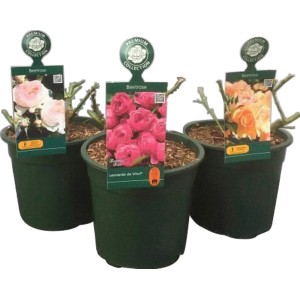 Beetrosen Poulsen® im 3l Topf, verschiedene Farben. Rosen für Beet und Kübel.