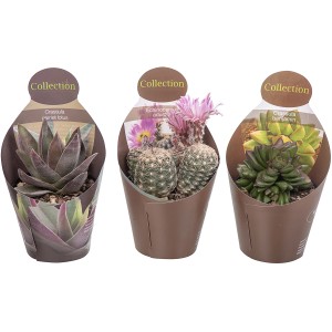 Giromagi Sukkulenten, dreifach sortiert, verschiedene Kakteenarten im Topf.