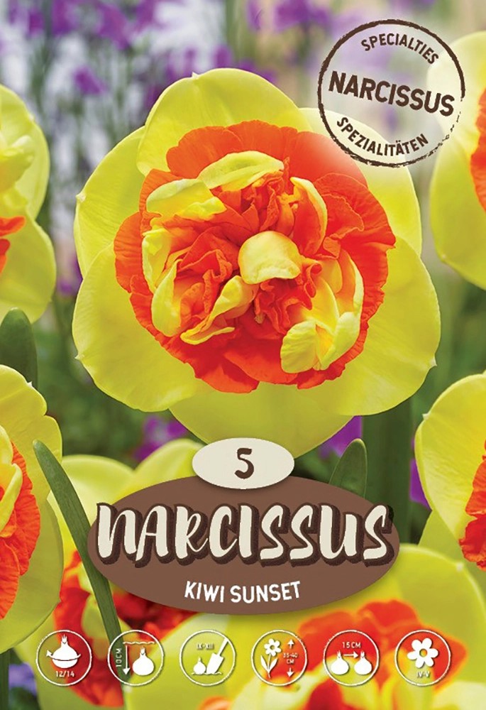 Narzisse Kiwi Sunset kaufen bei OBI(02)