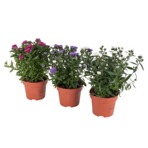 Aster Showmakers im Topf, verschiedene Farben: Rosa, Lila und Weiß. Chrysanthemum Stauden.