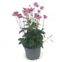Herbst-Anemone 'Grow': Rosa Blüten, grüne Blätter im Topf, ca. 35 cm hoch.
