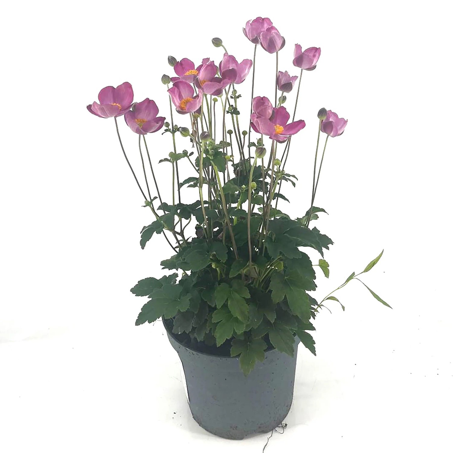 Herbst-Anemone 'Grow': Rosa Blüten, grüne Blätter im Topf, ca. 35 cm hoch.