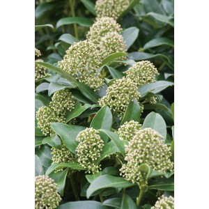 Nahaufnahme der weißen Blütenknospen der Japanischen Fruchtskimmie Fragrant Cloud.