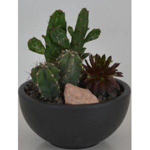 Bepflanzte Schale mit Kakteen und Hauswurz in dunkler Keramikschale, Topf ca. 15cm.