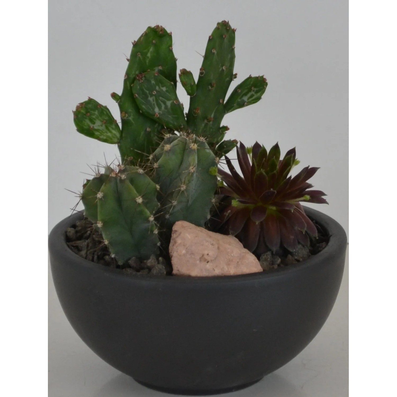 Bepflanzte Schale mit Kakteen Topf- ca. 15 cm kaufen bei OBI