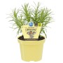 Blu Bio-Currykraut im gelben Topf, Topf-Ø ca. 12 cm. Aromatische Küchenkräuter für sonnige Standorte.
