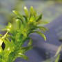 Dennerle Aquariumpflanze Egeria Densa, dichte, grüne Wasserpflanze für das Aquarium.