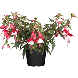 Hängende Fuchsie Nostalgie Rot im Topf, zweifarbige Blüten, ideal für Balkon & Terrasse.