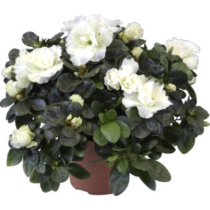 Zimmer-Azalee Mix im Topf, ca. 12 cm Durchmesser, weiße Blüten.