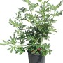 Junge, grüne Feigenpflanze (Ficus carica) im Topf, ca. 50-60 cm hoch. Ideal für Garten und Balkon.