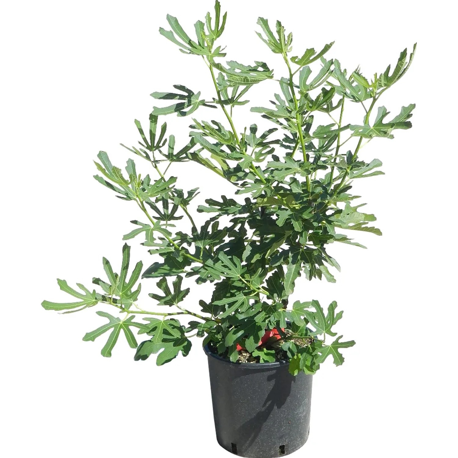 Junge, grüne Feigenpflanze (Ficus carica) im Topf, ca. 50-60 cm hoch. Ideal für Garten und Balkon.