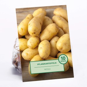 Pflanzkartoffeln Nicola, 10 Stück, vor hellem Holzgrund. Sorte Solanum tuberosum.