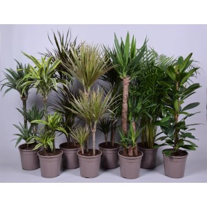 Verschiedene Grünpflanzen im Topf, ca. 120-140 cm hoch, für ein lebendiges Zuhause.