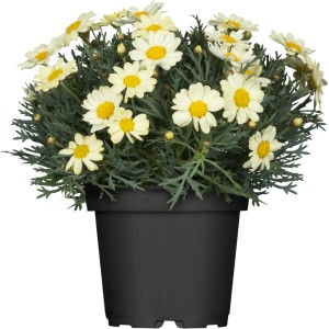 Strauchmargerite im Topf, ca. 18 cm Ø, mit hellgelben Blüten und grünen Blättern.