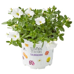 Zauberglöckchen im Topf, weiße Blüten. Calibrachoa geeignet für Balkon und Garten.