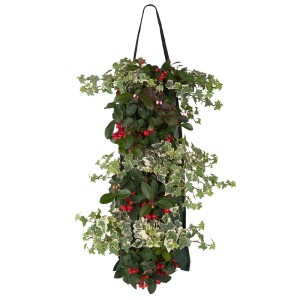 Wandhänger mit Scheinbeere und Efeu, ca. 45-50 cm hoch, Topf ca. 15 cm Ø. Balkonpflanze für vertikale Gärten.