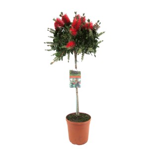 Zylinderputzer Stämmchen im Topf mit roten Blüten, grüne Blätter. Blühende Kübelpflanze.