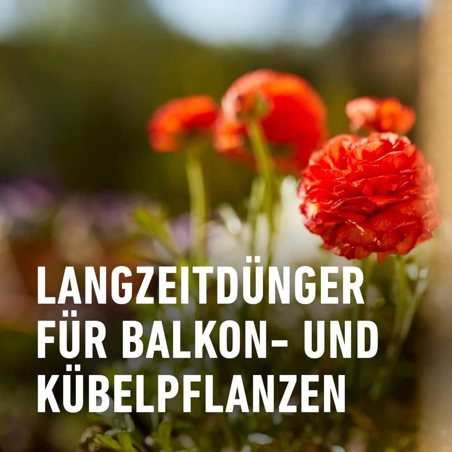 Compo Balkon- und Kübelpflanzendünger 1,2 kg_5