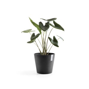 Ecopots Amsterdam Pflanztopf, dunkelgrau, 40x35 cm, mit Pflanze. Ideal für Innen- & Außenbereiche.