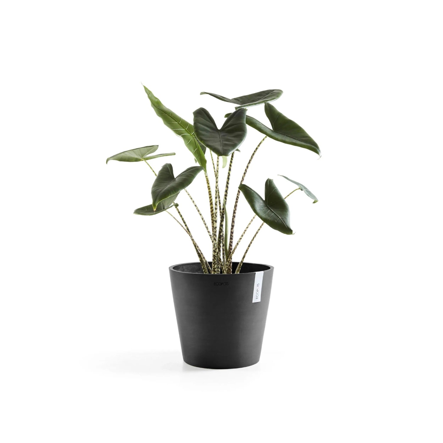 Ecopots Amsterdam Pflanztopf, dunkelgrau, 40x35 cm, mit Pflanze. Ideal für Innen- & Außenbereiche.