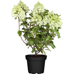Rispenhortensie "Candle" Höhe ca. 40 - 50 cm Topf ca. 10 l Hydrangea paniculata