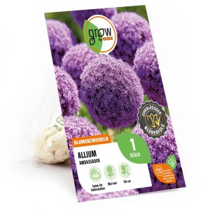 GROW by OBI Zierlauch Ambassador, purpurfarbene Blüte, Blumenzwiebel im Beutel.
