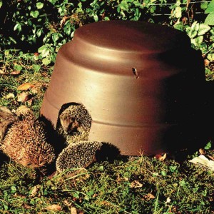 Braune Schwegler Igelkuppel aus Holzbeton (Ø 48 cm) mit Igeln im Garten.