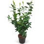 Kirschlorbeer Novita im Topf, ca. 80-100cm hoch, 30 Stück für eine dichte Hecke.