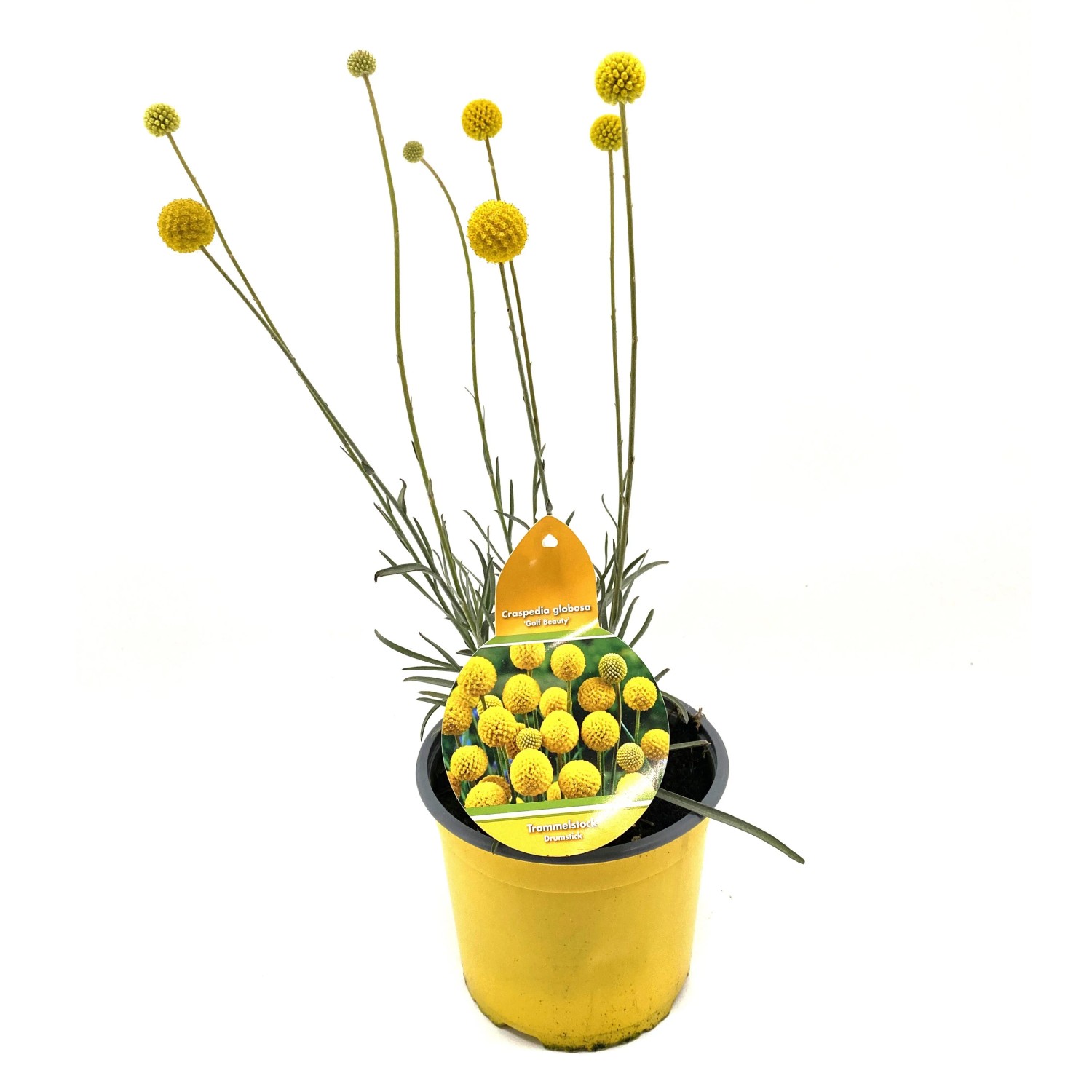 Trommelstöckchen Topf-Ø ca. 13 cm Craspedia globosa kaufen bei OBI