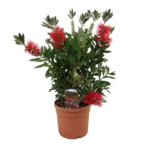 GROW by OBI Zylinderputzer im Topf, rote Blüten, ca. 40 cm hoch. Blühende Kübelpflanze für sonnige Standorte.