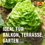 Kopfsalat im Garten, geschützt mit Compo Schneckenkorn. Ideal für Balkon, Terrasse und Garten.
