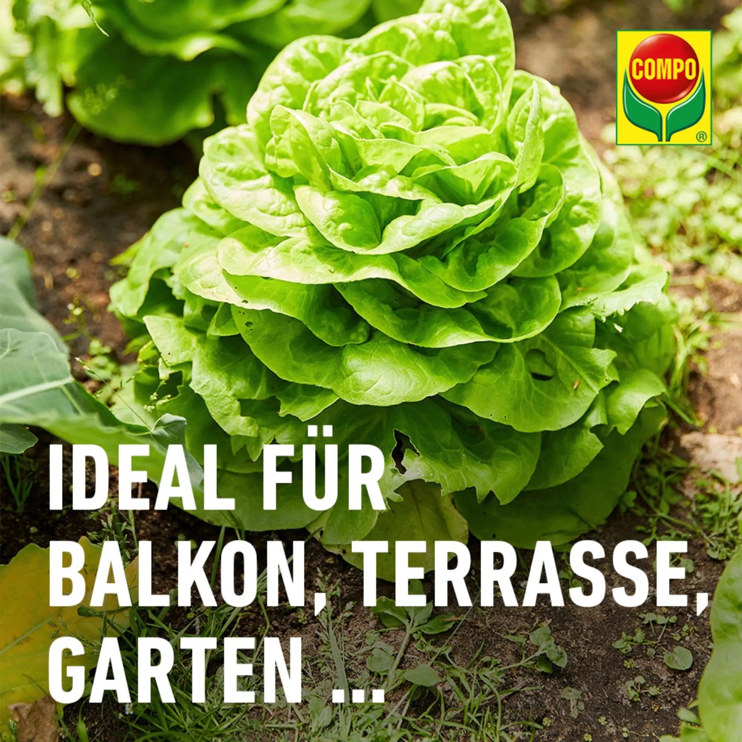 Kopfsalat im Garten, geschützt mit Compo Schneckenkorn. Ideal für Balkon, Terrasse und Garten.