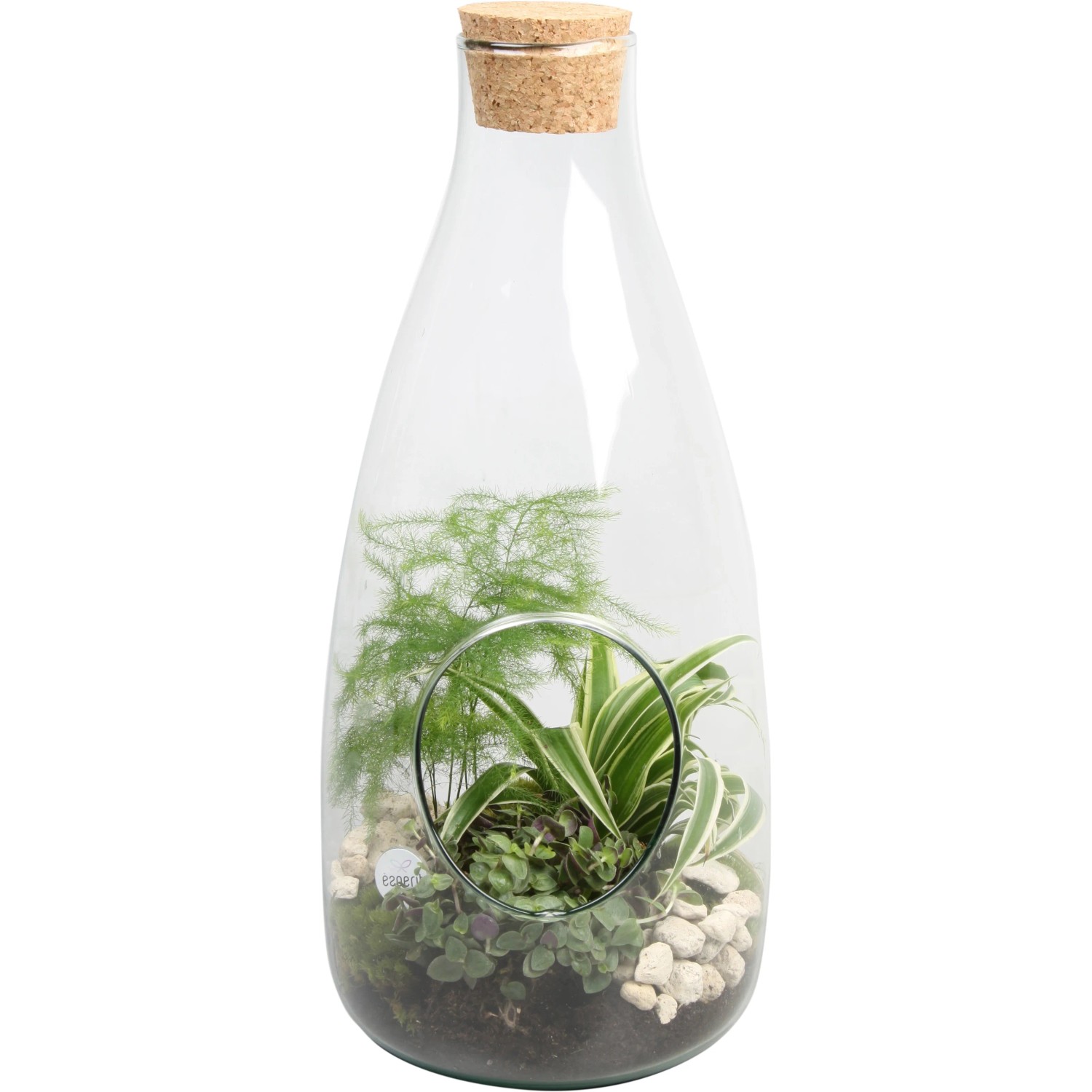 Grnpflanzen-Arrangement im Glas-Gef Topf- ca. 15 cm kaufen bei OBI