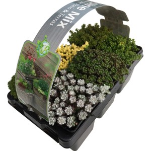 OBI Mauerpfeffer-Mix, 6er-Pack im Topf (Ø 7cm). Sedum-Sortiment mit verschiedenen Farben und Formen.