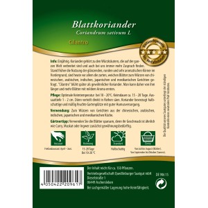Saatguttütchen Blatt-Koriander Cilantro von Quedlinburger, einjähriges Würzkraut.