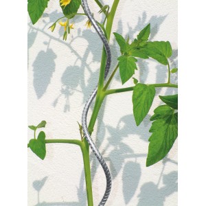Bellissa Tomatenspirale aus Zink-Rip, 180 cm, stützt Tomatenpflanze im Garten.