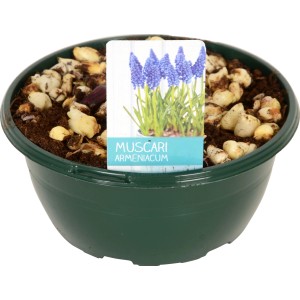 Traubenhyazinthe 'Diamond Collection Blau' im Topf (ca. 16 cm Ø). Blaue Frühjahrsblüher für Balkon & Terrasse.