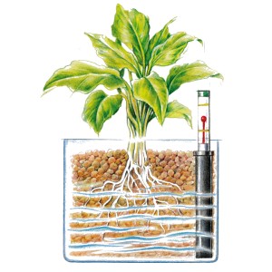 Illustration einer Hydrokultur-Pflanze im Topf mit Westland Tongranulat und Wasserstandsanzeiger.