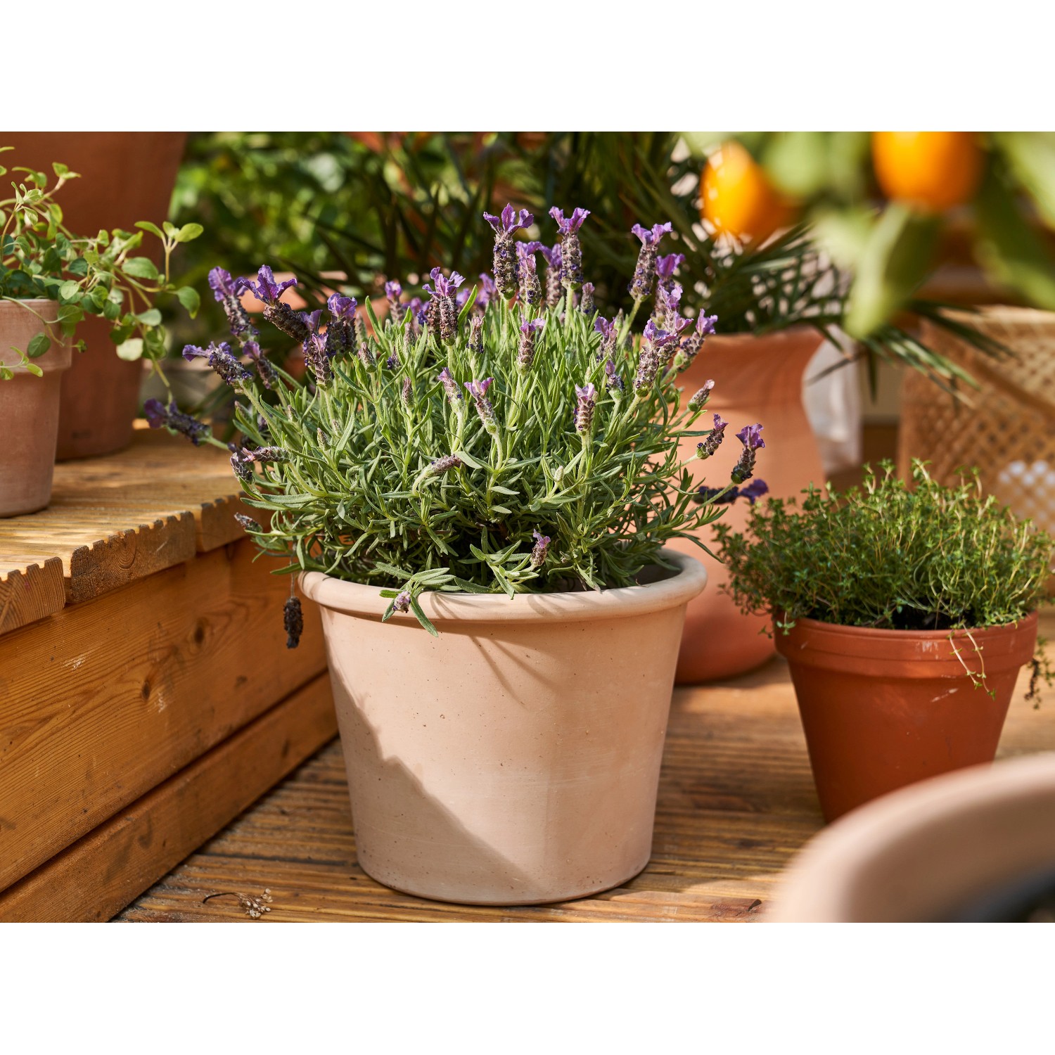 Lavendel im Topf (Ø 17cm) mit blau-violetten Blüten auf einer Holzterrasse.