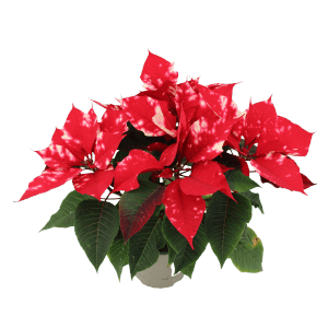 GROW by OBI Weihnachtsstern "Fantasy Star" Orange-Weiß Topf-Ø 13 cm Euphorbia