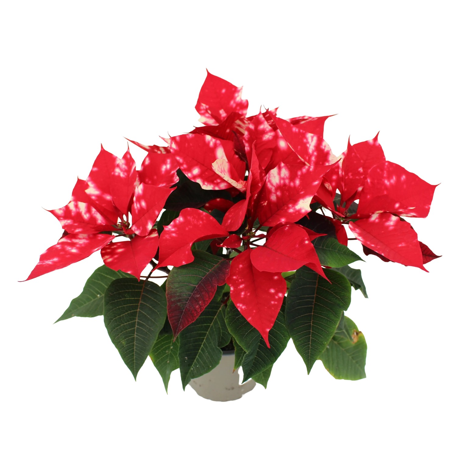 Gehkelter Weihnachtsstern Im Topf  Handarbeit Von MJ's Treasures,  Whlbare Farben Weihnachtsgestecke Knstlich